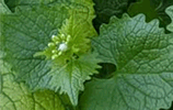 Knoblauchsrauke
