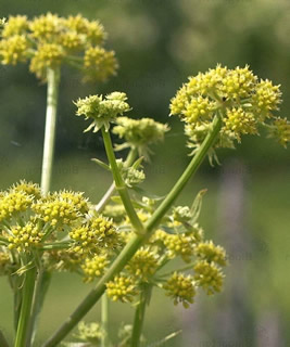 Maggikraut Blüte