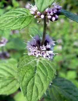 Blüte der Pfefferminze