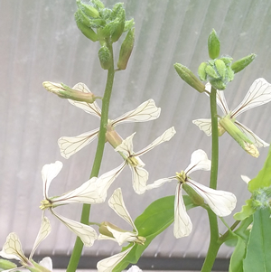 Rauke Blüte Makro