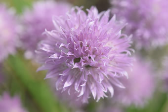 Schnittlauch Blüte Makro