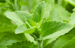 Stevia