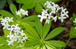 Waldmeister