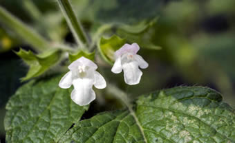 Blüten
