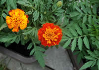 Tagetes