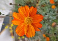 Cosmea Orange
