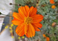 cosmea-orange