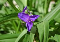 Dreimasterblume