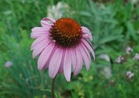 Echinacea
