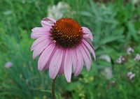 echinacea