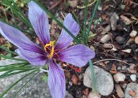 Safran Krokus