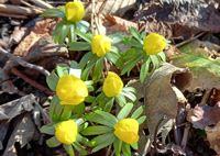 Winterlinge