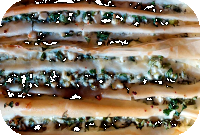 FiloteigmitFetaSpinat