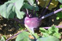 KohlrabiBlau