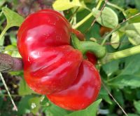 Blockpaprika