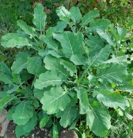 EwigerKohl