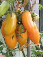 FleischTomateOrange