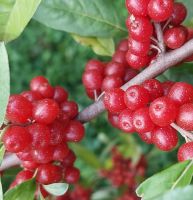 Korallenoelweide Rot1