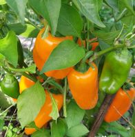 SnackPaprikaOrange