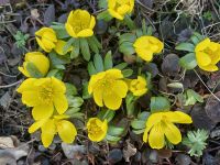 Winterlinge