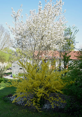 Felsenbirne und Forsythie