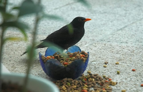 Amsel stibizt Katzenfutter