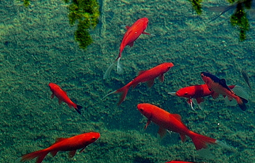 Goldfische im Biotop
