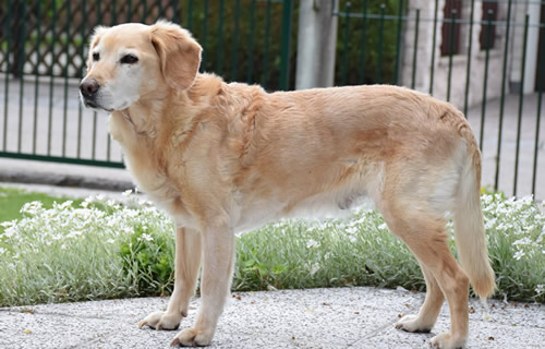 Cora unser 'Kampfhund' 