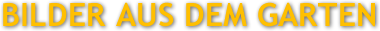 Bilder aus dem Garten