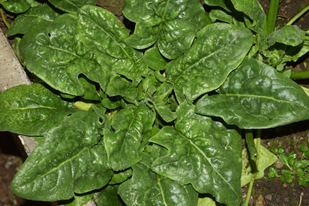 Spinat vor der Ernte