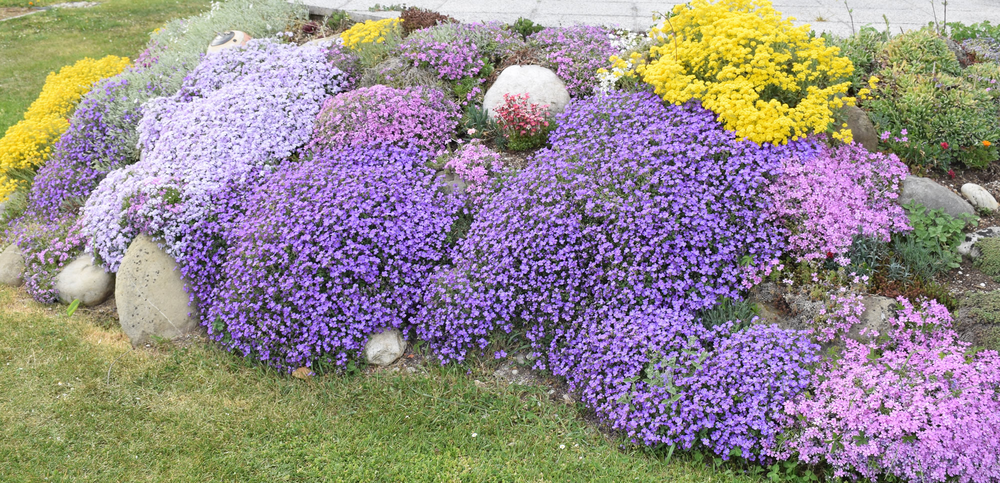 Steingarten im Frühling