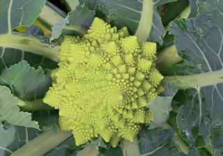 Romanesco vor der Ernte
