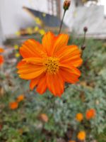 cosmea-orange1