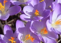 krokus1