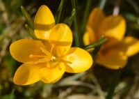 krokus2