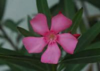 oleander