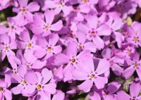 polsterphlox