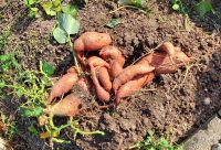 BatateKnollenEinerPflanze