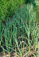 KnoblauchBeet