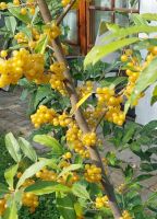 Korallenoelweide-Gelb