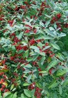 Korallenoelweide-Rot