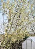 KornelkirscheBluehend