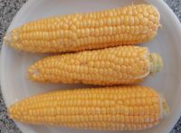 ZuckermaisAusDampfgarer